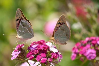 Прикрепленное изображение: IMG_9499.jpg